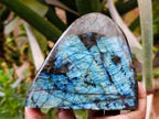 Polished Labradorite Standing Free Forms x 3 From Tulear, Madagascar