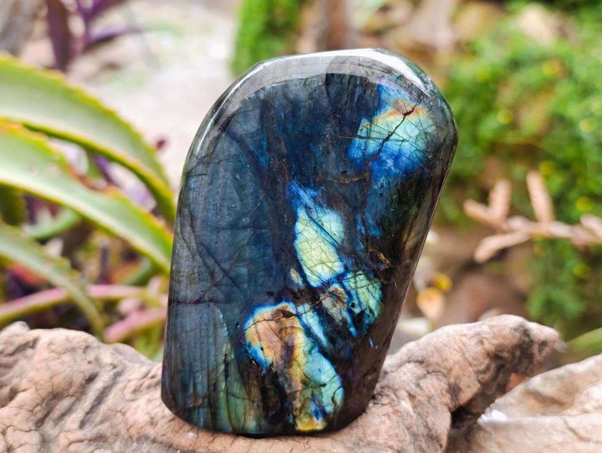 Polished Labradorite Standing Free Forms x 3 From Tulear, Madagascar
