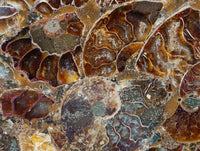Hand Made Ammonite Fossil Coffee Table Coasters x 6 From Mahajanga, Madagascar