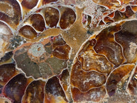 Hand Made Ammonite Fossil Coffee Table Coasters x 6 From Mahajanga, Madagascar