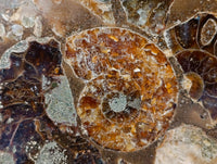 Hand Made Ammonite Fossil Coffee Table Coasters x 6 From Mahajanga, Madagascar