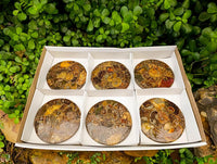 Hand Made Ammonite Fossil Coffee Table Coasters x 6 From Mahajanga, Madagascar