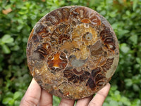 Hand Made Ammonite Fossil Coffee Table Coasters x 6 From Mahajanga, Madagascar