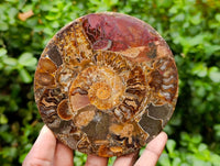 Hand Made Ammonite Fossil Coffee Table Coasters x 6 From Mahajanga, Madagascar
