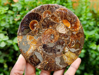 Hand Made Ammonite Fossil Coffee Table Coasters x 6 From Mahajanga, Madagascar