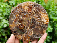Hand Made Ammonite Fossil Coffee Table Coasters x 6 From Mahajanga, Madagascar