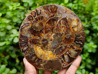 Hand Made Ammonite Fossil Coffee Table Coasters x 6 From Mahajanga, Madagascar