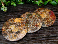 Hand Made Ammonite Fossil Coffee Table Coasters x 6 From Mahajanga, Madagascar