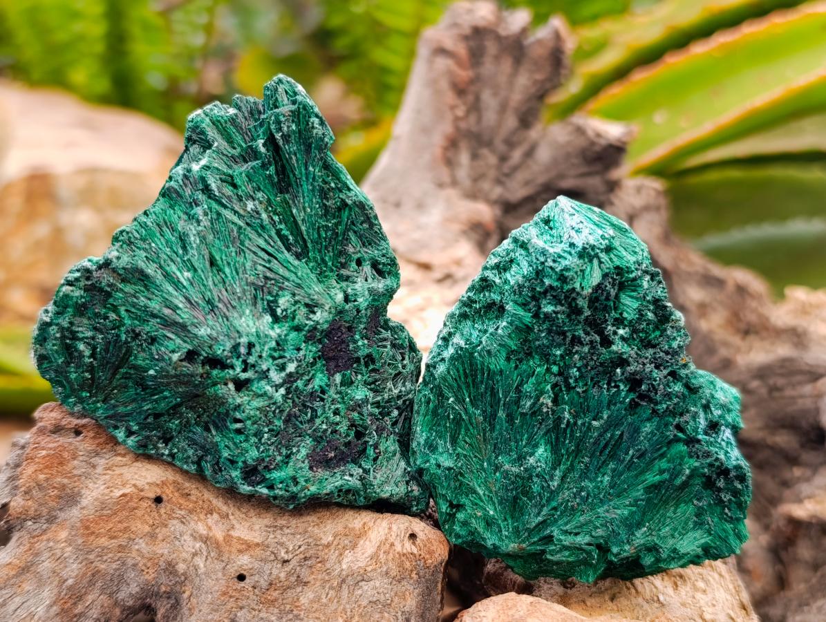 Natural Silky Malachite Specimens x 12 From Kasompe, Congo