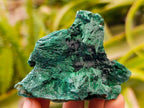 Natural Silky Malachite Specimens x 12 From Kasompe, Congo