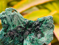 Natural Silky Malachite Specimens x 12 From Kasompe, Congo