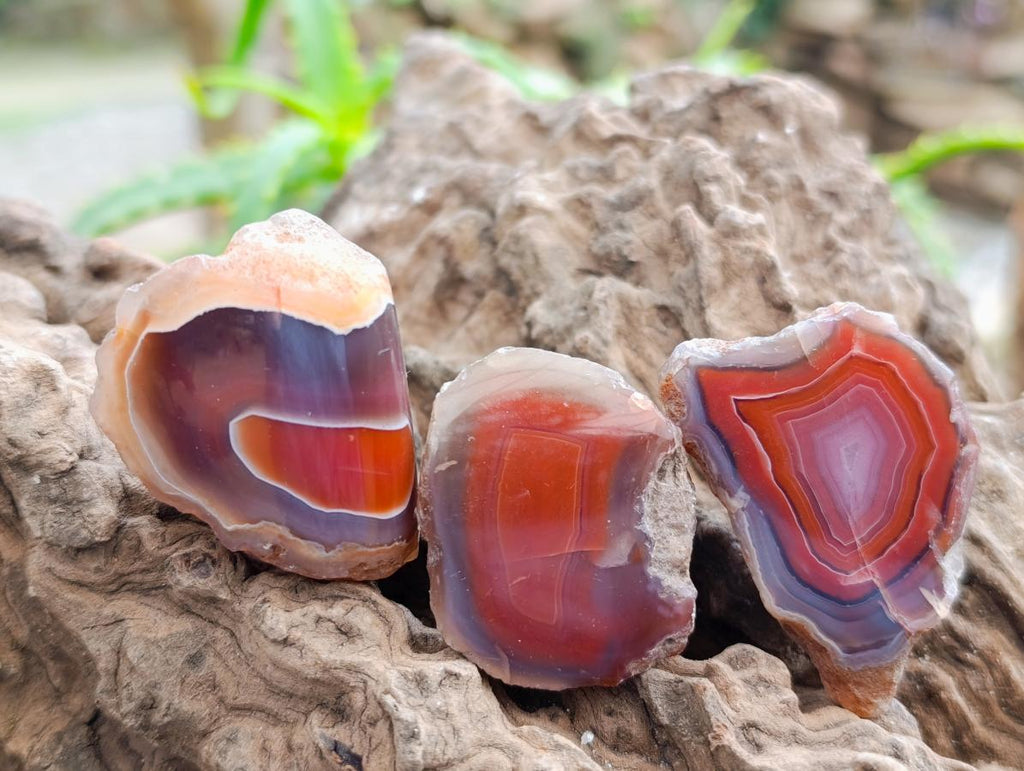 Polished On One Side Red Shashe River Agate Nodules x 40 From Shashe River, Zimbabwe