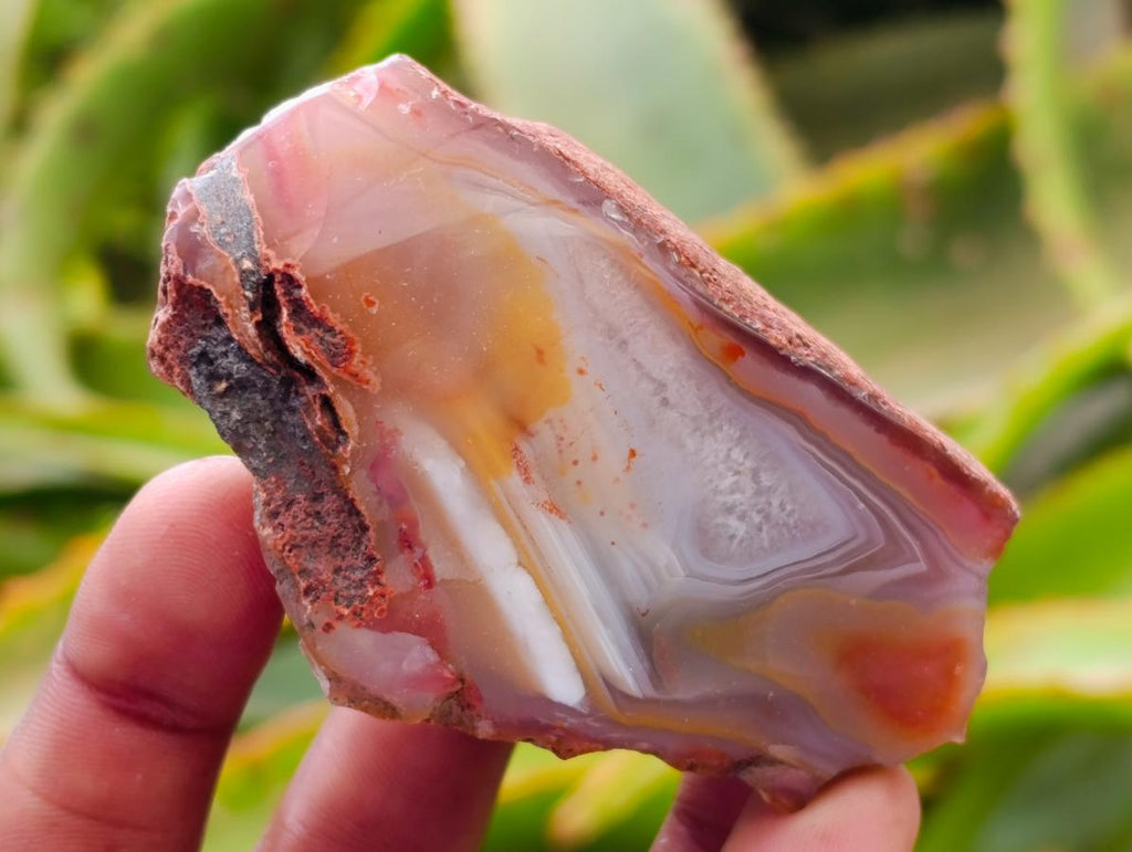Polished On One Side Red Shashe River Agate Nodules x 40 From Shashe River, Zimbabwe
