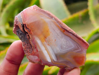 Polished On One Side Red Shashe River Agate Nodules x 40 From Shashe River, Zimbabwe