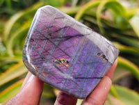 Polished Rare Purple Sunset Flash Labradorite Standing Free Forms x 12 From Tulear, Madagascar