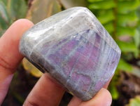 Polished Rare Purple Sunset Flash Labradorite Standing Free Forms x 12 From Tulear, Madagascar