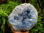 Natural Blue Celestite Specimen x 1 From Sakoany, Madagascar - Toprock Gemstones and Minerals 