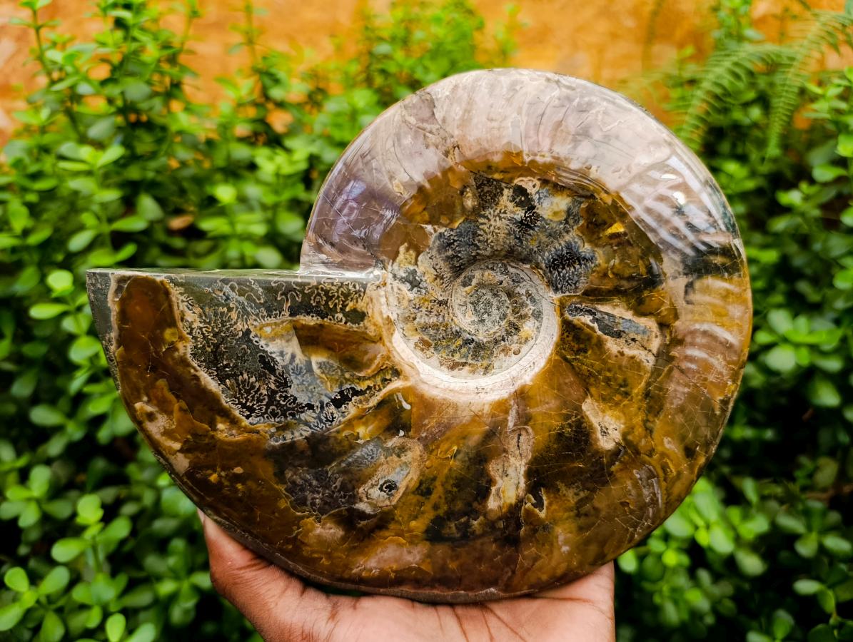 Polished XL Whole Cleoniceras Ammonite Fossils With Iridescent Opal Shell x 1 From Maintirano, Madagascar