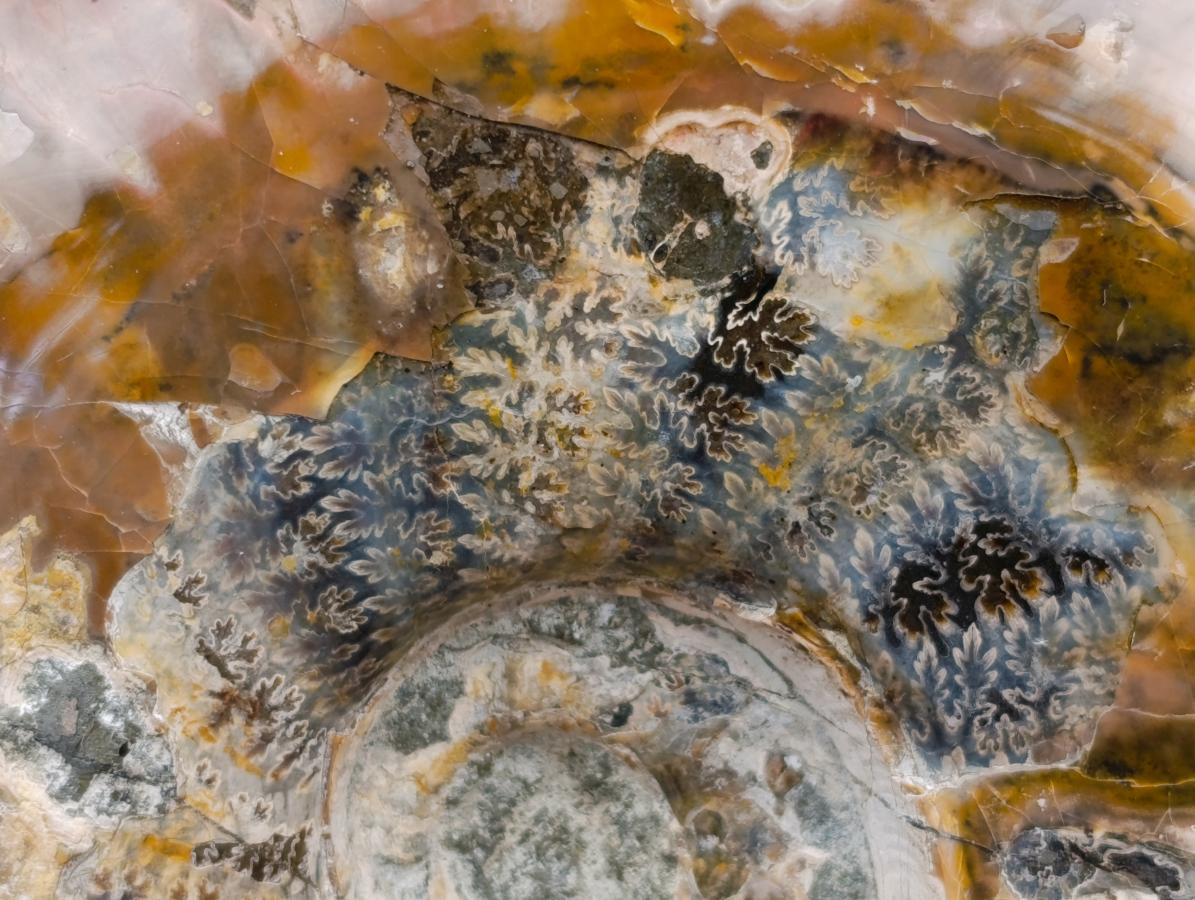 Polished XL Whole Cleoniceras Ammonite Fossils With Iridescent Opal Shell x 1 From Maintirano, Madagascar