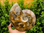 Polished XL Whole Cleoniceras Ammonite Fossils With Iridescent Opal Shell x 1 From Maintirano, Madagascar