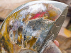 Polished XL Whole Cleoniceras Ammonite Fossils With Iridescent Opal Shell x 1 From Maintirano, Madagascar