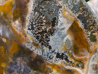 Polished XL Whole Cleoniceras Ammonite Fossils With Iridescent Opal Shell x 1 From Maintirano, Madagascar