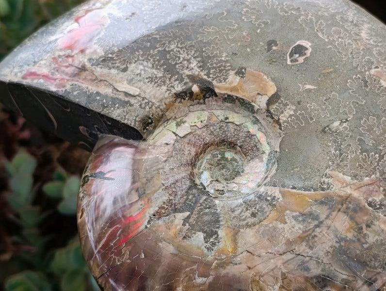 Polished XL Whole Cleoniceras Ammonite Fossils With Iridescent Opal Shell x 1 From Maintirano, Madagascar