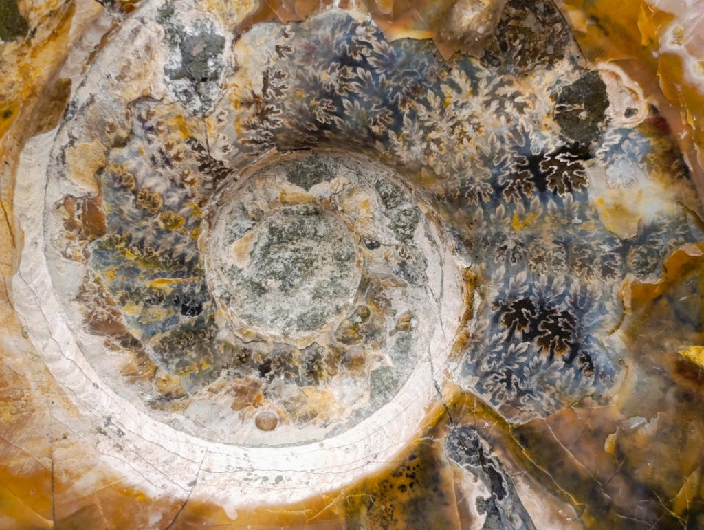 Polished XL Whole Cleoniceras Ammonite Fossils With Iridescent Opal Shell x 1 From Maintirano, Madagascar