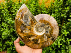 Polished XL Whole Cleoniceras Ammonite Fossils With Iridescent Opal Shell x 1 From Maintirano, Madagascar