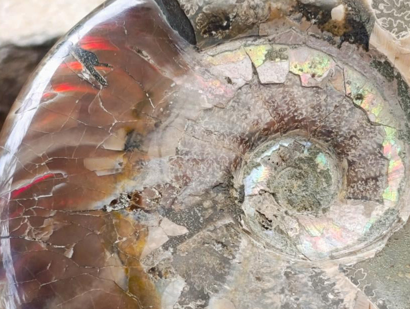 Polished XL Whole Cleoniceras Ammonite Fossils With Iridescent Opal Shell x 1 From Maintirano, Madagascar