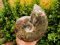 Polished XL Whole Cleoniceras Ammonite Fossils With Iridescent Opal Shell x 1 From Maintirano, Madagascar