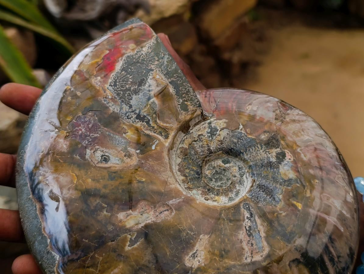 Polished XL Whole Cleoniceras Ammonite Fossils With Iridescent Opal Shell x 1 From Maintirano, Madagascar