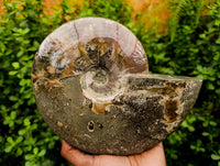 Polished XL Whole Cleoniceras Ammonite Fossils With Iridescent Opal Shell x 1 From Maintirano, Madagascar