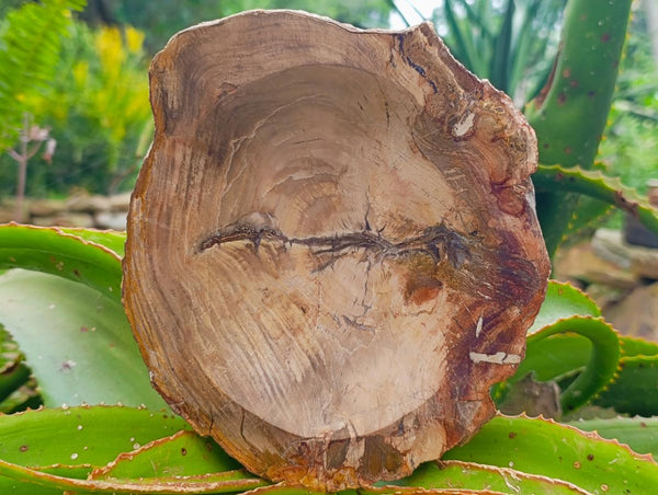 Polished Petrified Wood Bowl x 1 From Mahajanga, Madagascar