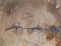 Polished Petrified Wood Bowl x 1 From Mahajanga, Madagascar