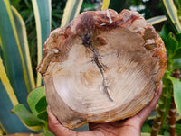 Polished Petrified Wood Bowl x 1 From Mahajanga, Madagascar