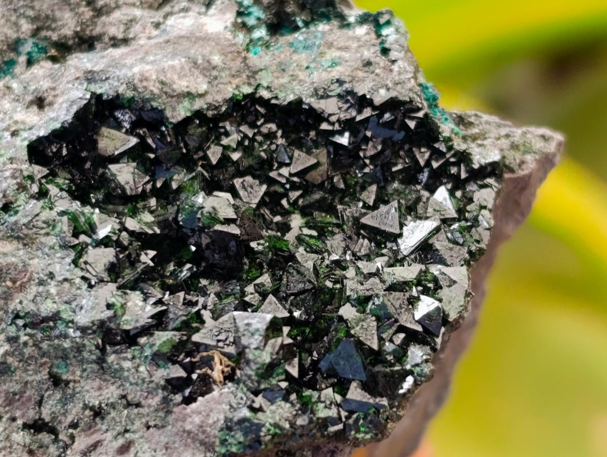Natural Libethenite Crystals On Dolomite Matrix Specimens x 2 From Shituru, Congo