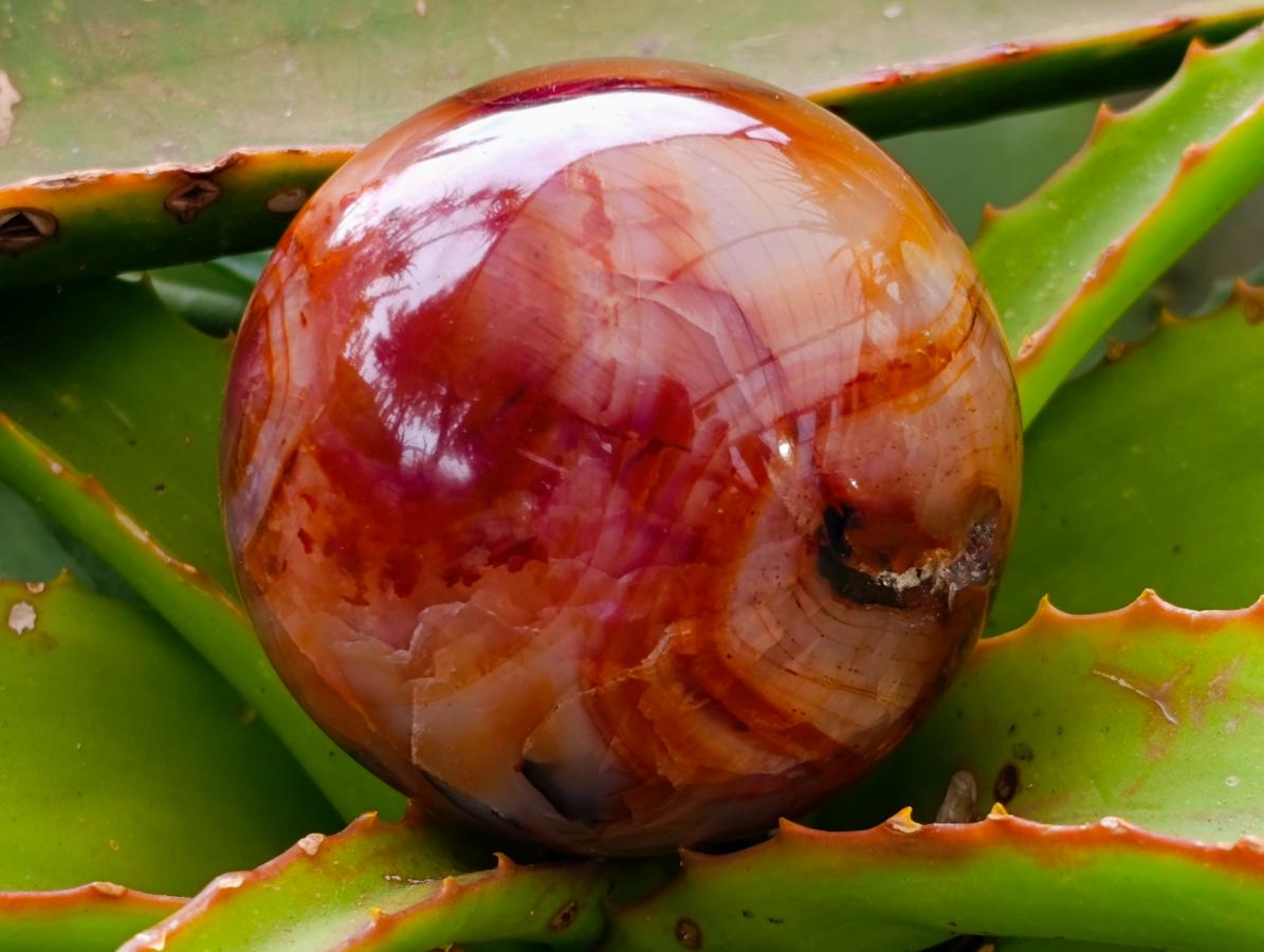 Polished Carnelian Agate Gemstone Spheres x 6 From Madagascar