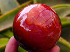 Polished Carnelian Agate Gemstone Spheres x 6 From Madagascar