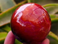 Polished Carnelian Agate Gemstone Spheres x 6 From Madagascar
