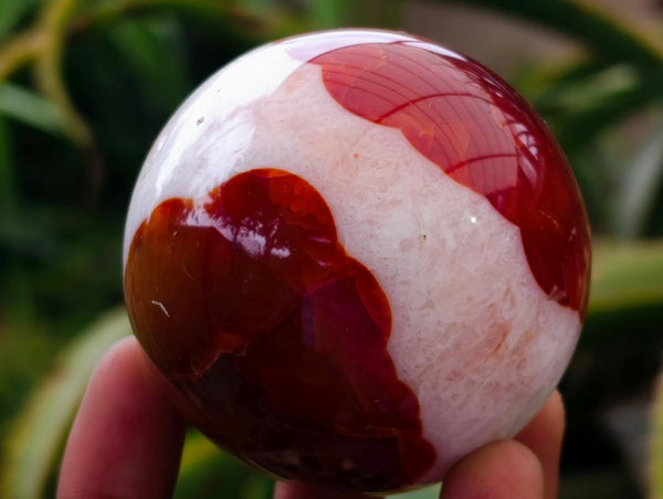 Polished Carnelian Agate Gemstone Spheres x 6 From Madagascar