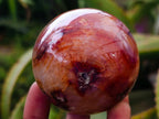 Polished Carnelian Agate Gemstone Spheres x 6 From Madagascar