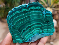 Polished Malacolla Slices x 6 From Kulukuluku, Congo
