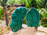 Polished Malacolla Slices x 6 From Kulukuluku, Congo