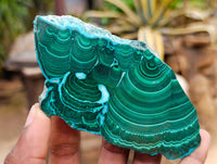 Polished Malacolla Slices x 6 From Kulukuluku, Congo