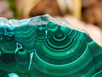 Polished Malacolla Slices x 6 From Kulukuluku, Congo