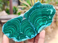 Polished Malacolla Slices x 6 From Kulukuluku, Congo