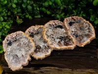 Polished Podocarpus Petrified Wood Slices x 4 From Marovoay, Madagascar