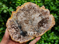 Polished Podocarpus Petrified Wood Slices x 4 From Marovoay, Madagascar