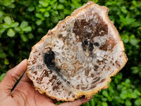 Polished Podocarpus Petrified Wood Slices x 4 From Marovoay, Madagascar